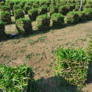 十成大叶油草场地直售物美价廉
