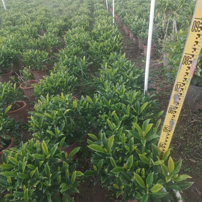 广东280非洲茉莉，基地直发