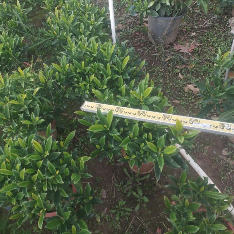 广东280非洲茉莉，基地直发
