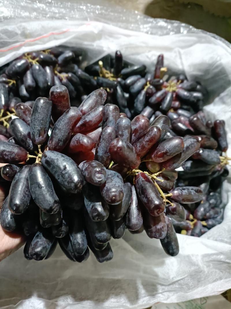 紫甜无核葡萄a17葡萄产地直供一手货源质量保证可对接电商商超