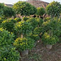 产地广东三层非洲茉莉，基地直发，供应各种苗木