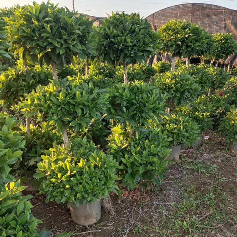 产地广东三层非洲茉莉，基地直发，供应各种苗木