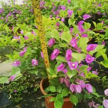 产地广东紫花勒杜鹃，各种颜色三角梅一手货源