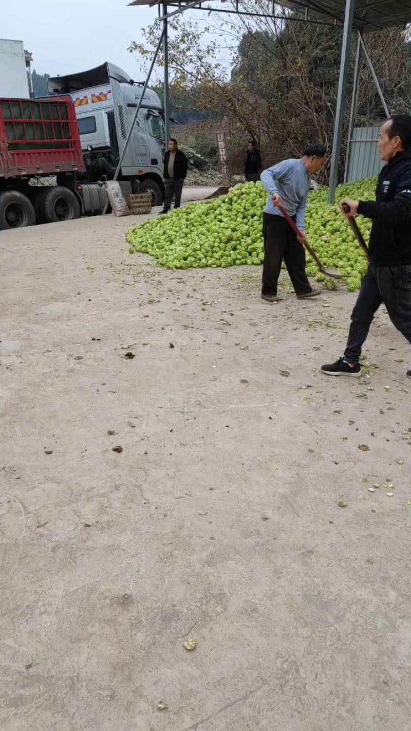 新鲜榨菜市场，对接电商，超市，食堂，工厂