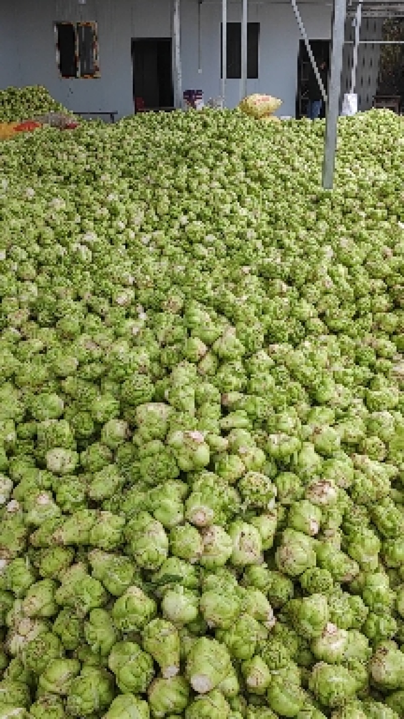 新鲜榨菜市场，对接电商，超市，食堂，工厂