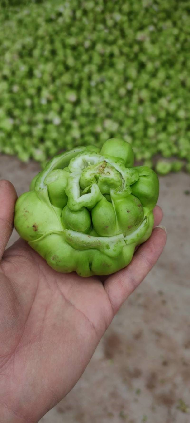 新鲜榨菜市场，对接电商，超市，食堂，工厂