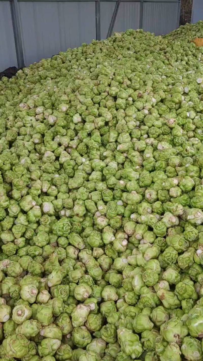 新鲜榨菜市场，对接电商，超市，食堂，工厂