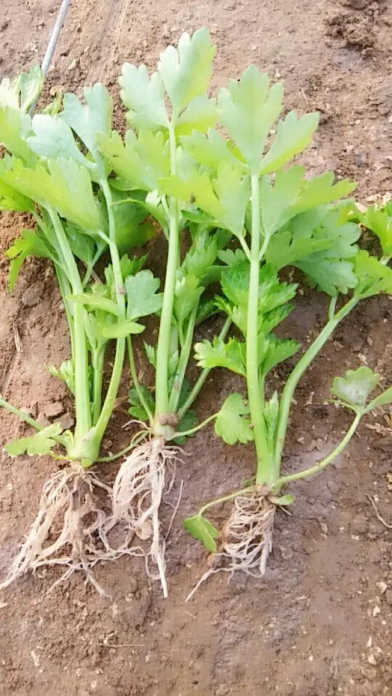 [精选]芹菜苗芹菜种苗基地直供量大从优诚信经营