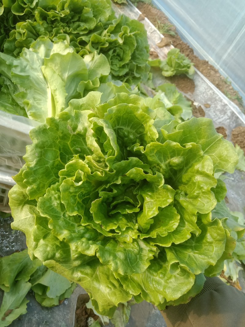 意大利大棚生菜，现已上市，颜色翠绿，口感酥脆。