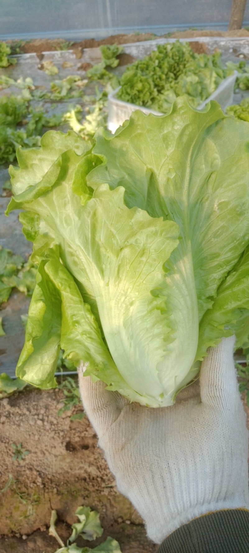意大利大棚生菜，现已上市，颜色翠绿，口感酥脆。