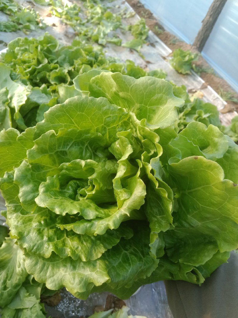 意大利大棚生菜，现已上市，颜色翠绿，口感酥脆。
