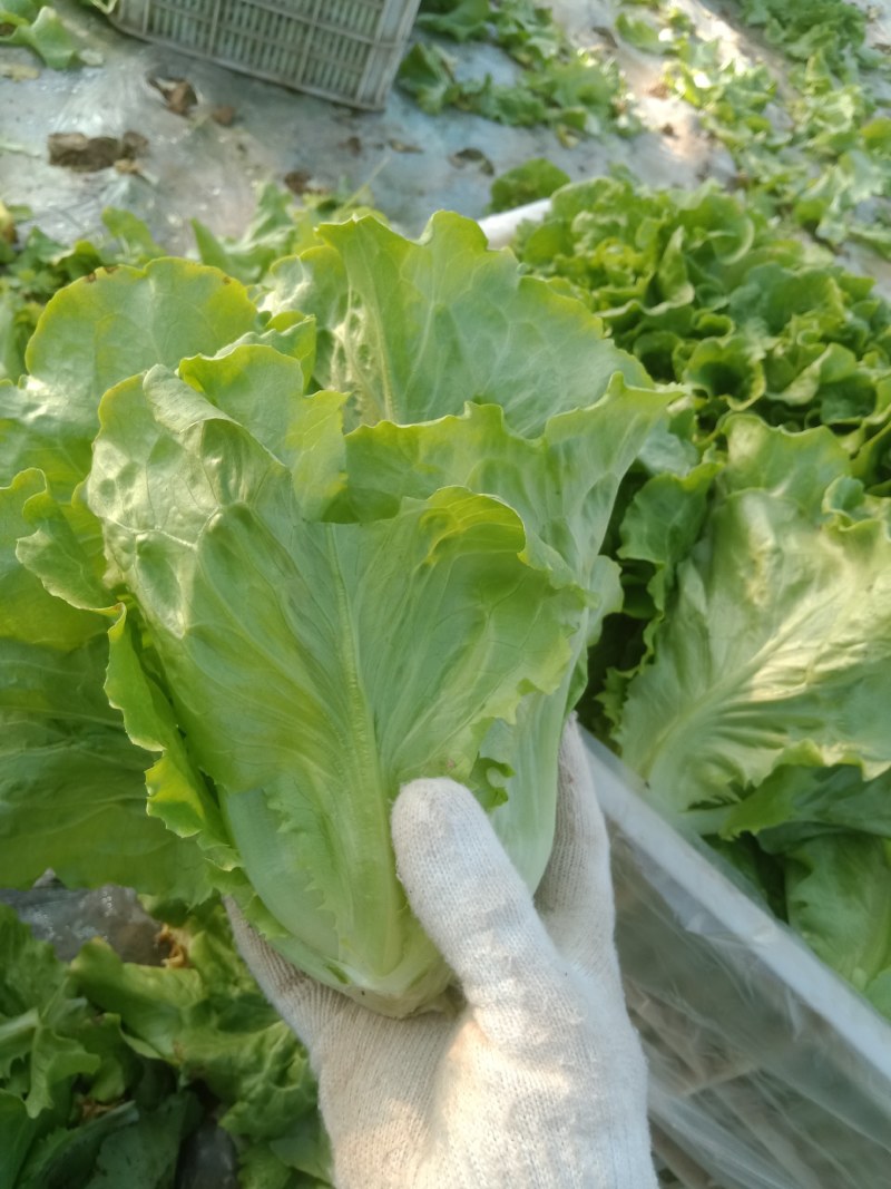 意大利大棚生菜，现已上市，颜色翠绿，口感酥脆。