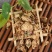 药用蔷薇花白残花中药材蔷薇花刺花蔷蘼