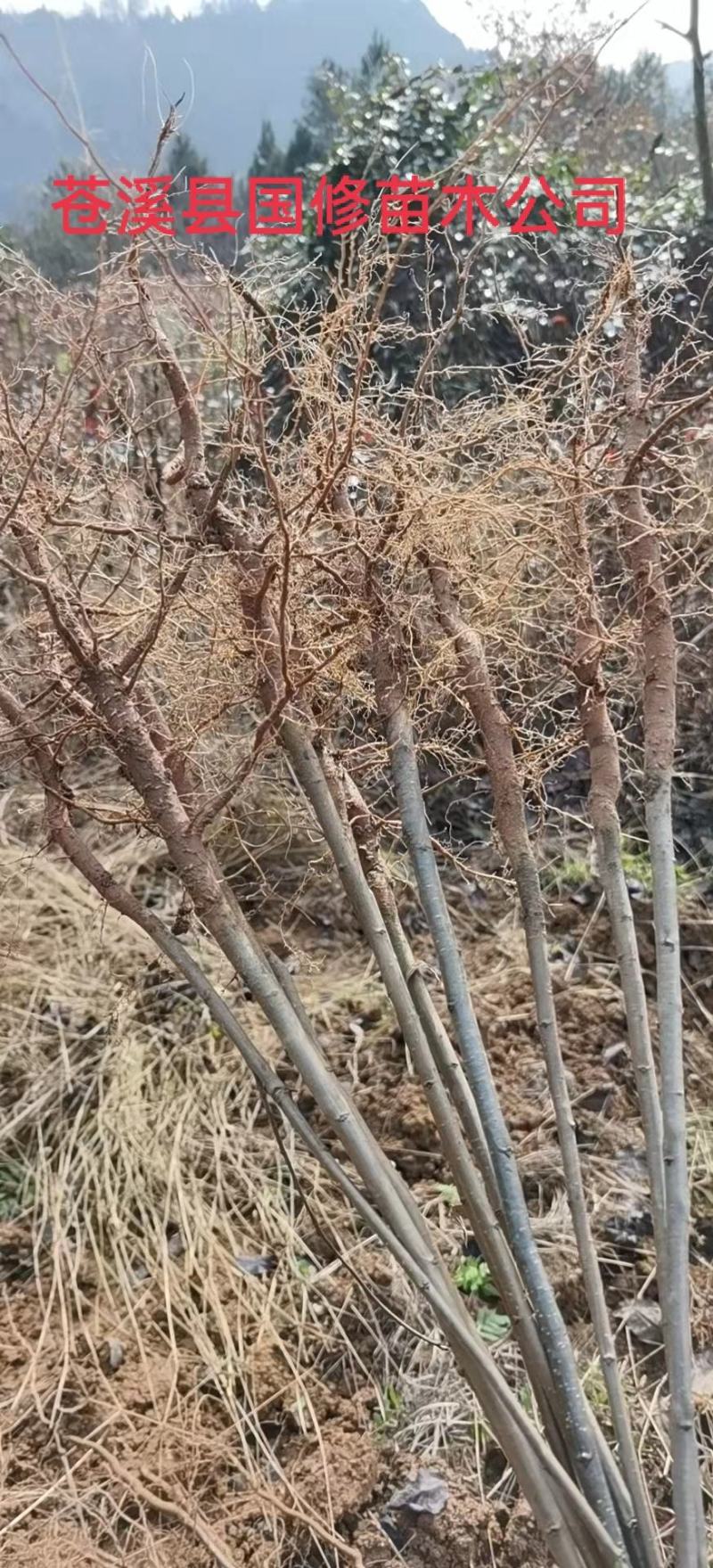 棠梨苗实生梨树苗包邮梨树砧木苗梨树脚树苗实生梨苗