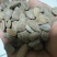 吊瓜子瓜蒌子坚果零食大颗粒瓜蒌子吊瓜子批发奶油味/原味