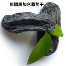 新疆黑加仑葡萄干黑加仑葡萄干休闲零食黑加仑葡萄干包邮