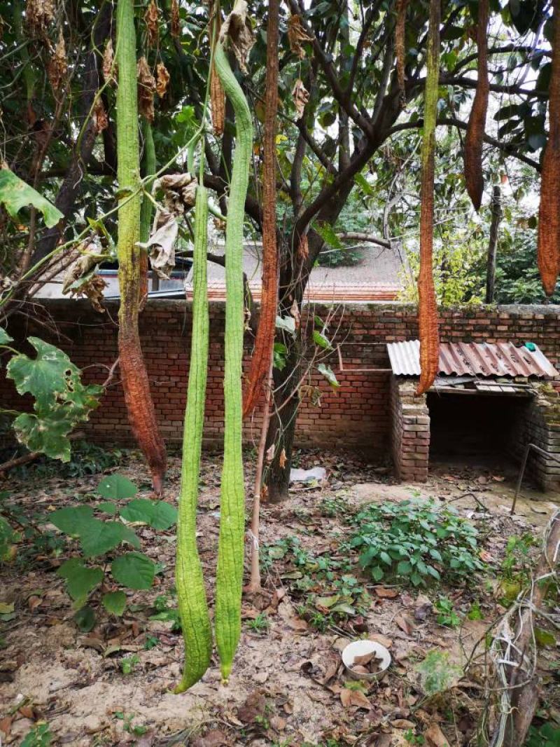 巨型一号特长丝瓜种子白籽真品观光庭院提取丝瓜水菜籽