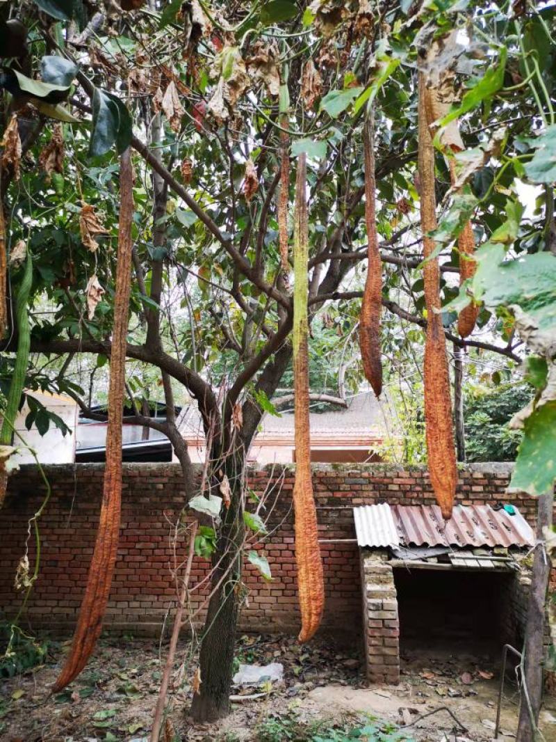 巨型一号特长丝瓜种子白籽真品观光庭院提取丝瓜水菜籽