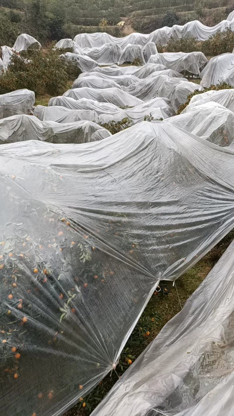 精品金桔大量供应品质保证一手货源价格从优