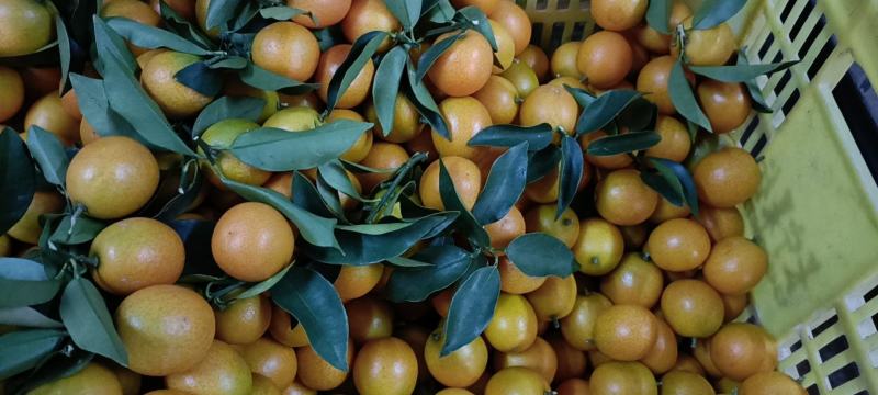 精品金桔大量供应品质保证一手货源价格从优