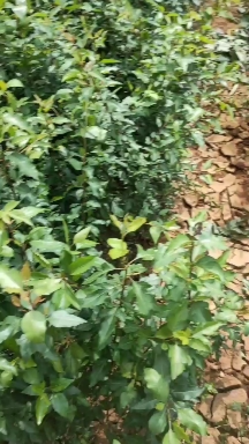 梨树苗，棠梨苗，鸟梨苗粘木，实生木