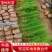 优质湿地松美国松源头货源,基地直发,规格齐全,价格实惠