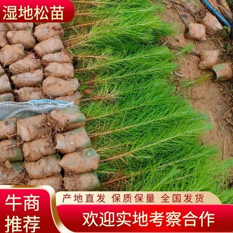 优质湿地松美国松源头货源，基地直发，规格齐全，价格实惠