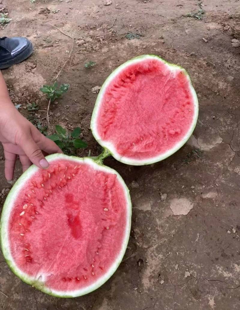 正宗美都西瓜种子红瓤耐裂超8424超甜露地大棚美都