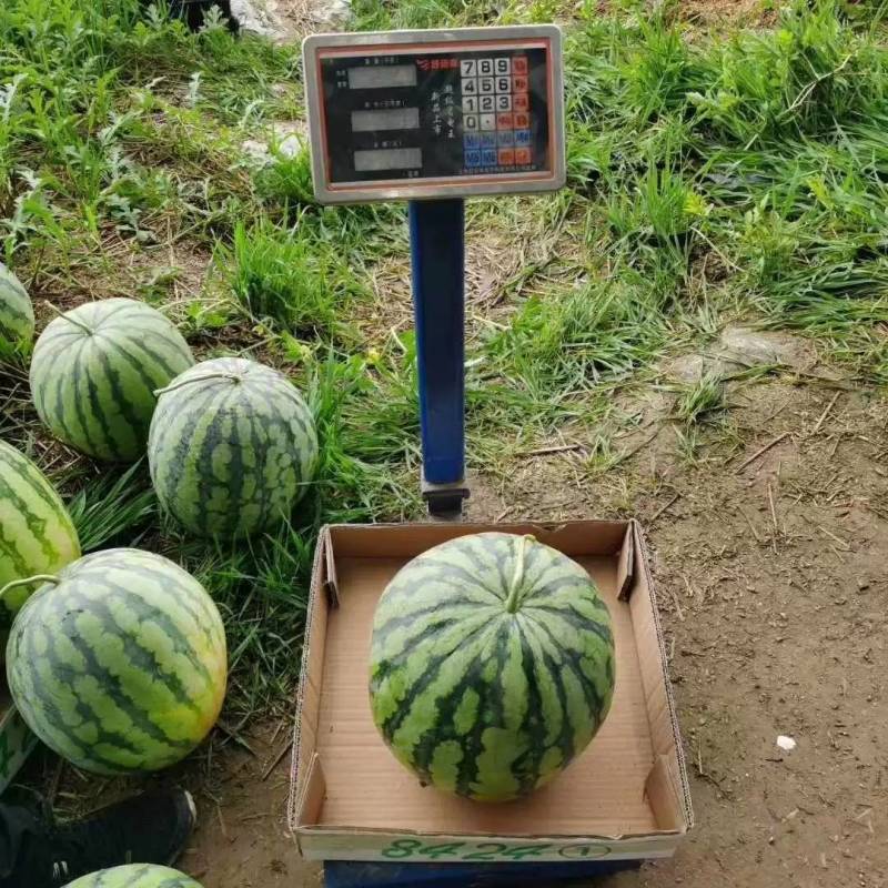 正宗美都西瓜种子红瓤耐裂超8424超甜露地大棚美都