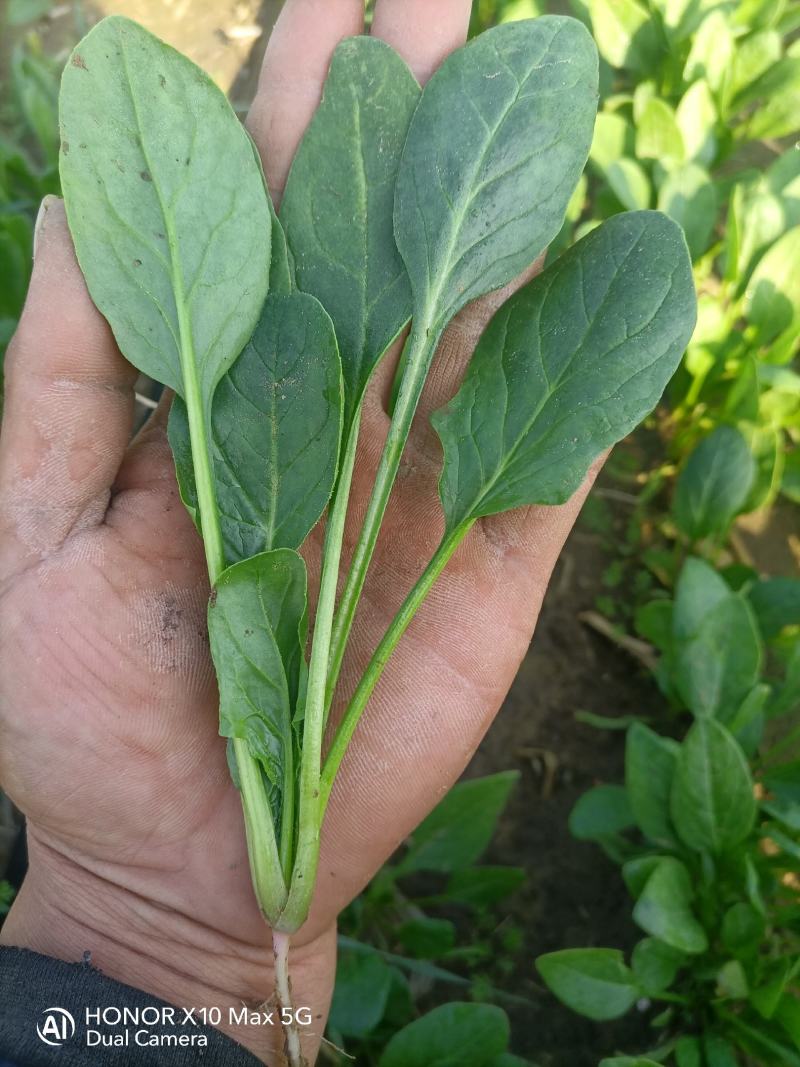 高密市菠菜
