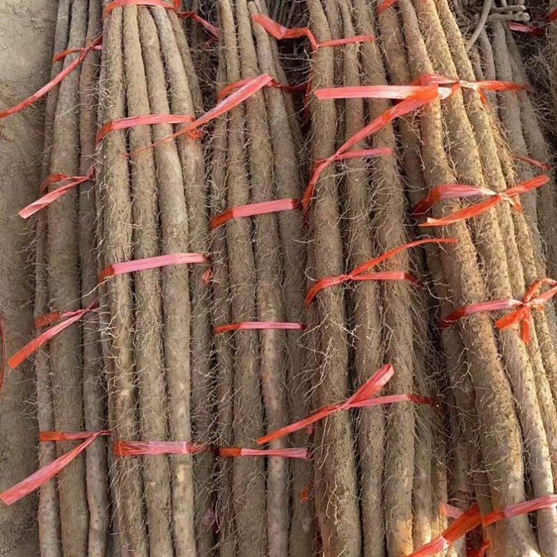 精品西施铁棍山药！！！以质论价，便宜实惠！！