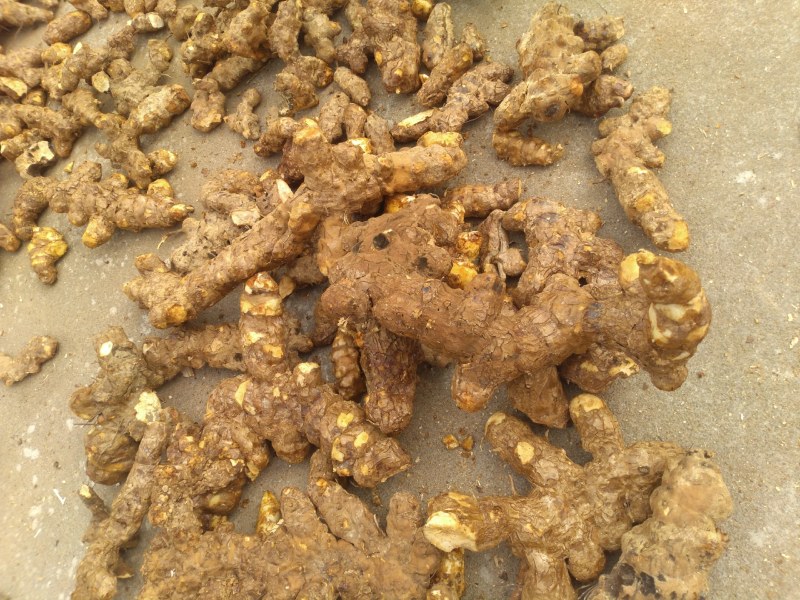 每天都有鲜货白肉粉质鲜大土茯苓，不变色，广西贺州本土产品