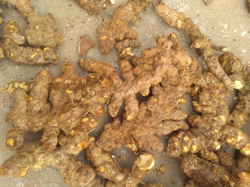 每天都有鲜货白肉粉质鲜大土茯苓，不变色，广西贺州本土产品