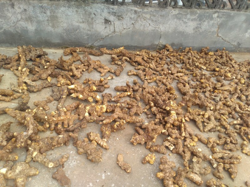 每天都有鲜货白肉粉质鲜大土茯苓，不变色，广西贺州本土产品