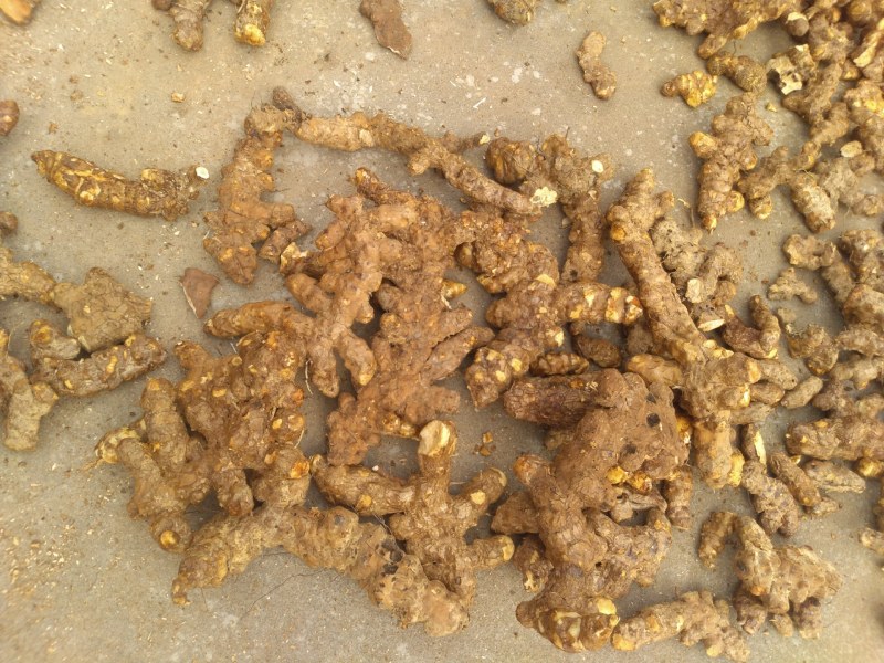 每天都有鲜货白肉粉质鲜大土茯苓，不变色，广西贺州本土产品