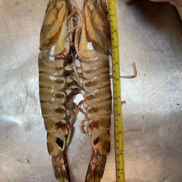 东海竹节虾特大号各种规格都有