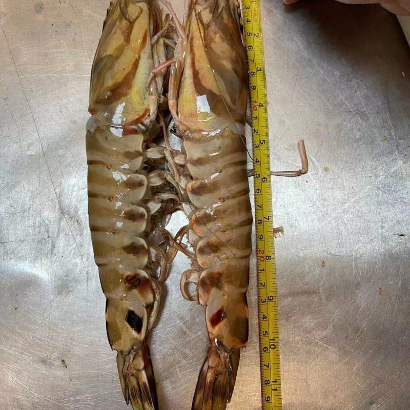 东海竹节虾特大号各种规格都有