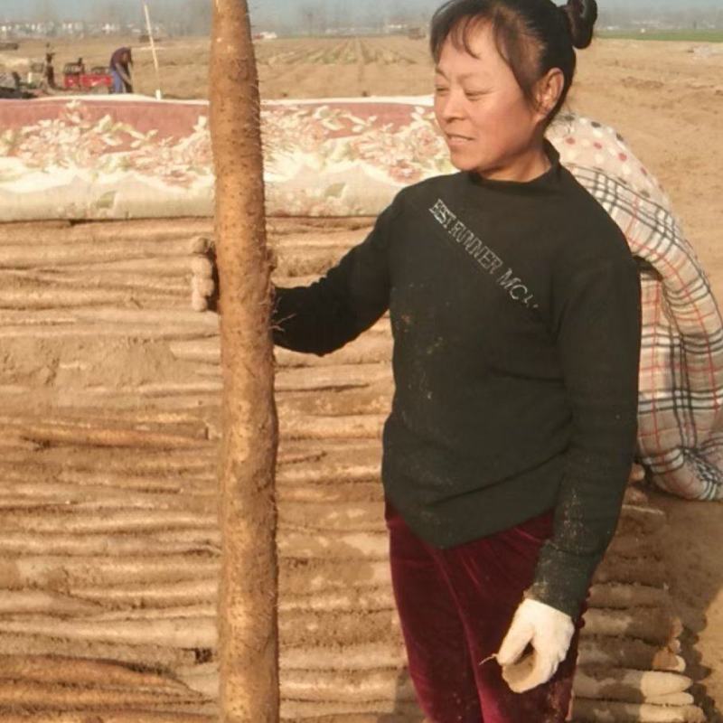 九斤黄山药，大小货，孬好不等！！价格决定质量！