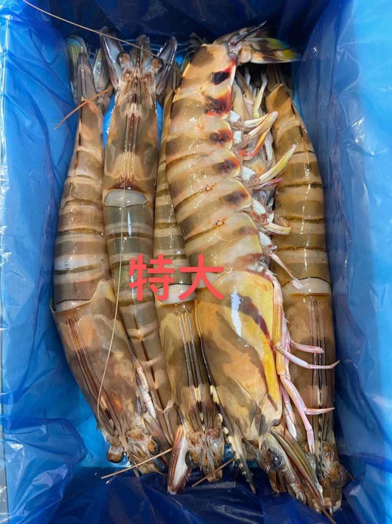 东海竹节虾特大号各种规格都有