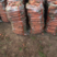三红胡萝卜现挖，货源充沛、2万斤起售、有意者联系