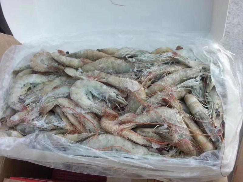 海洋大对虾单件净重3.6斤，产地直发品质保证可视频