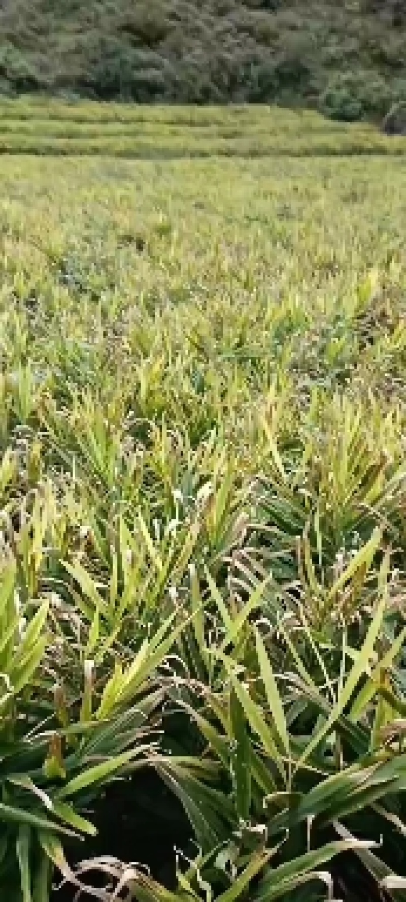 云南小黄姜，物美价廉，质量可观，诚信第一，值得您的信赖。