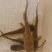 本地鱼苗