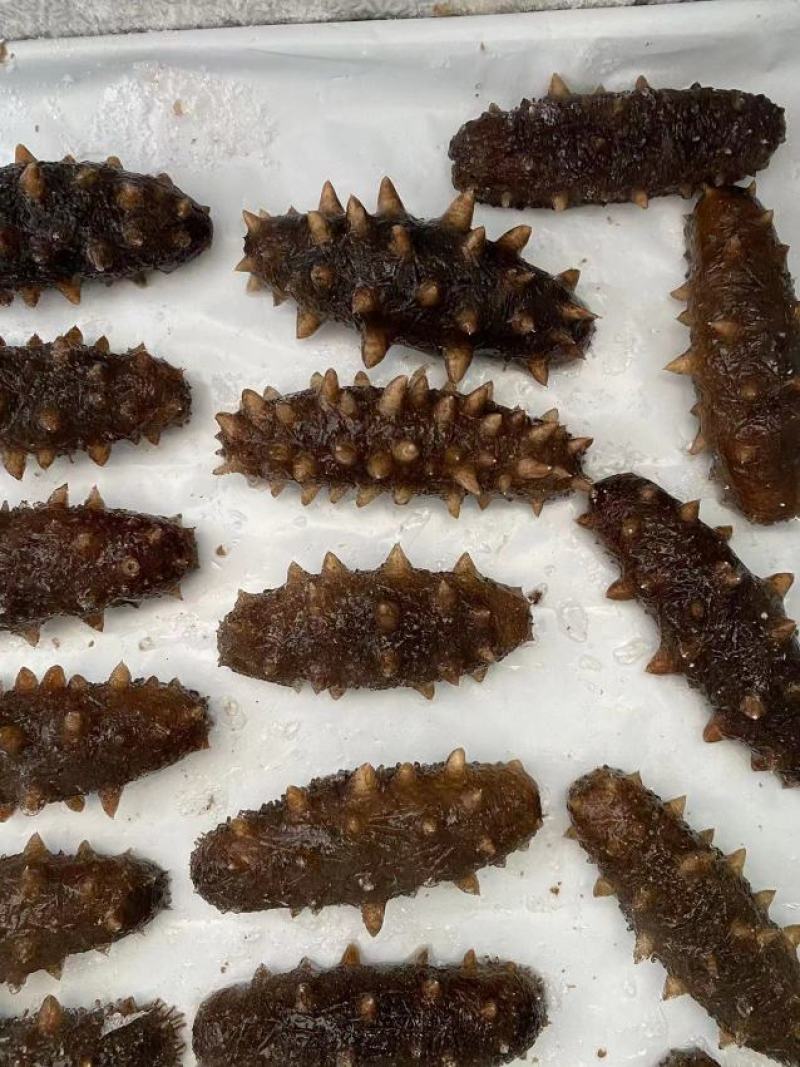 干海参即食海参货量充足品质保证量大价优诚信经营