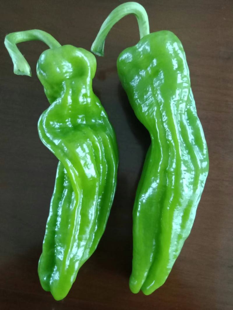苏润之星大果薄皮泡椒种子果皮翠绿色皮薄顺直高产抗