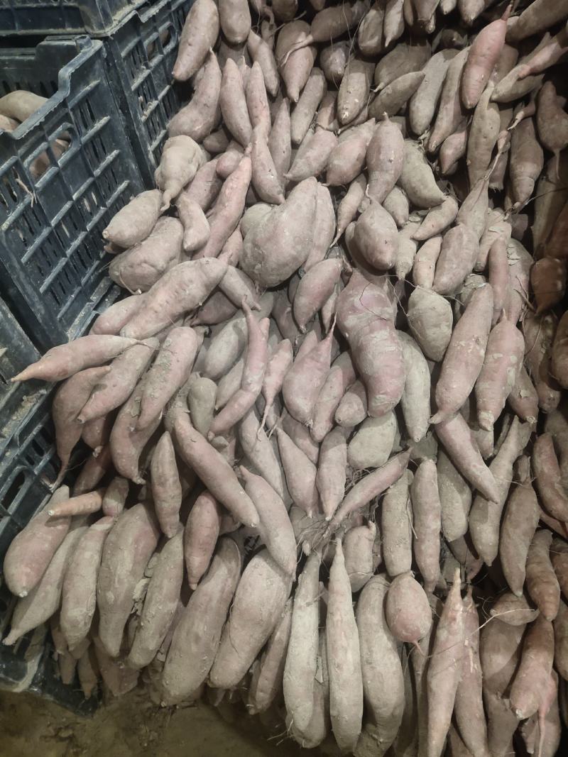 饶阳精品，通货配货齐全，红薯产地直销大量供货中，西瓜红