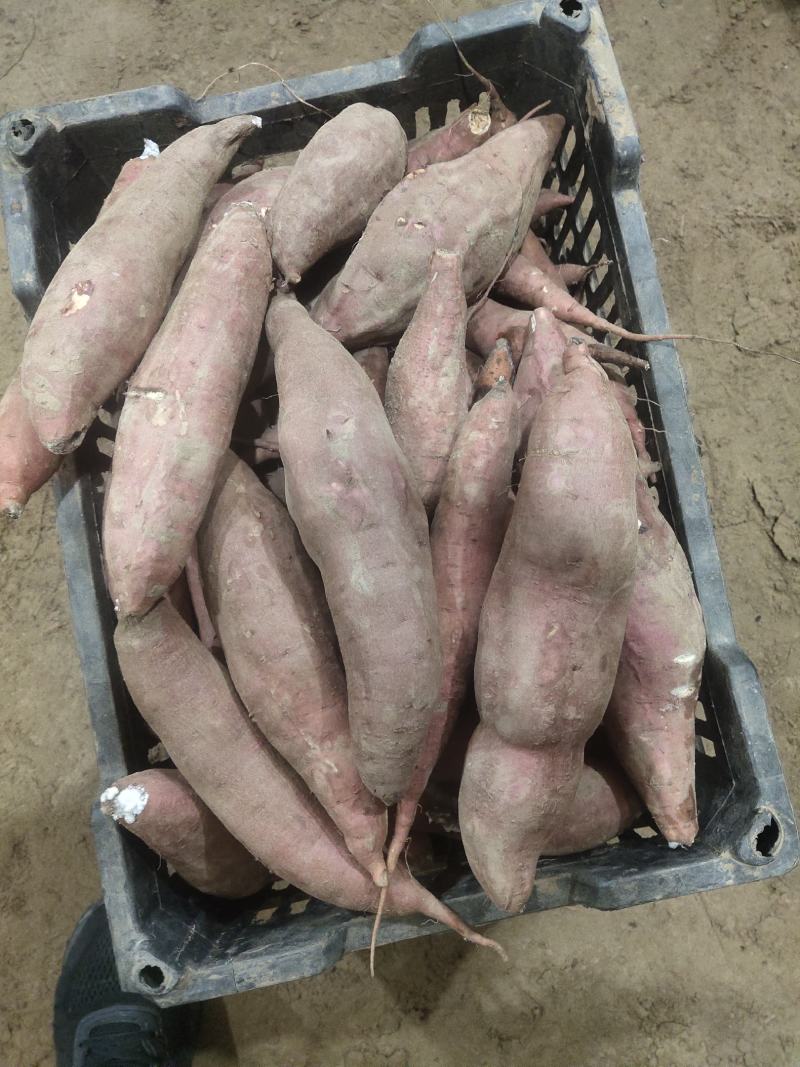 饶阳精品，通货配货齐全，红薯产地直销大量供货中，西瓜红