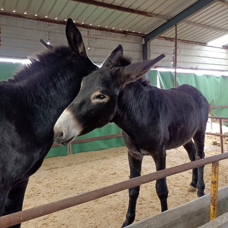 德州馿三粉馿乌头馿小馿苗山东菏泽郓城隆发牧业