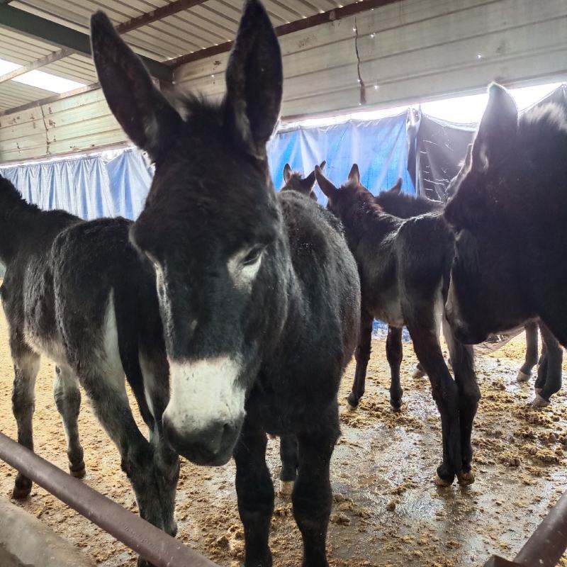 德州馿三粉馿乌头馿小馿苗山东菏泽郓城隆发牧业