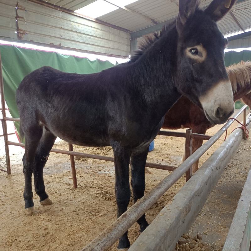 德州馿三粉馿乌头馿小馿苗山东菏泽郓城隆发牧业